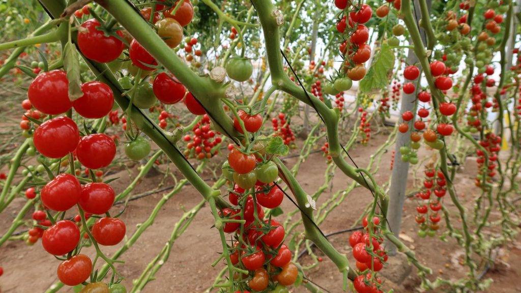 Fitó-cherrys|Fitó-Innova-Nippo|Fitó-innov-cherry-pera